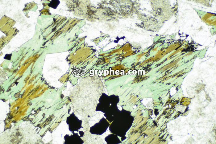 Chlorite LPNA x3 - gryphea.org